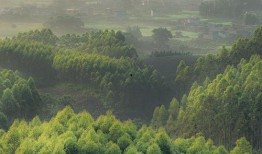 木林森在线观看,穿越时光的森林奇遇记